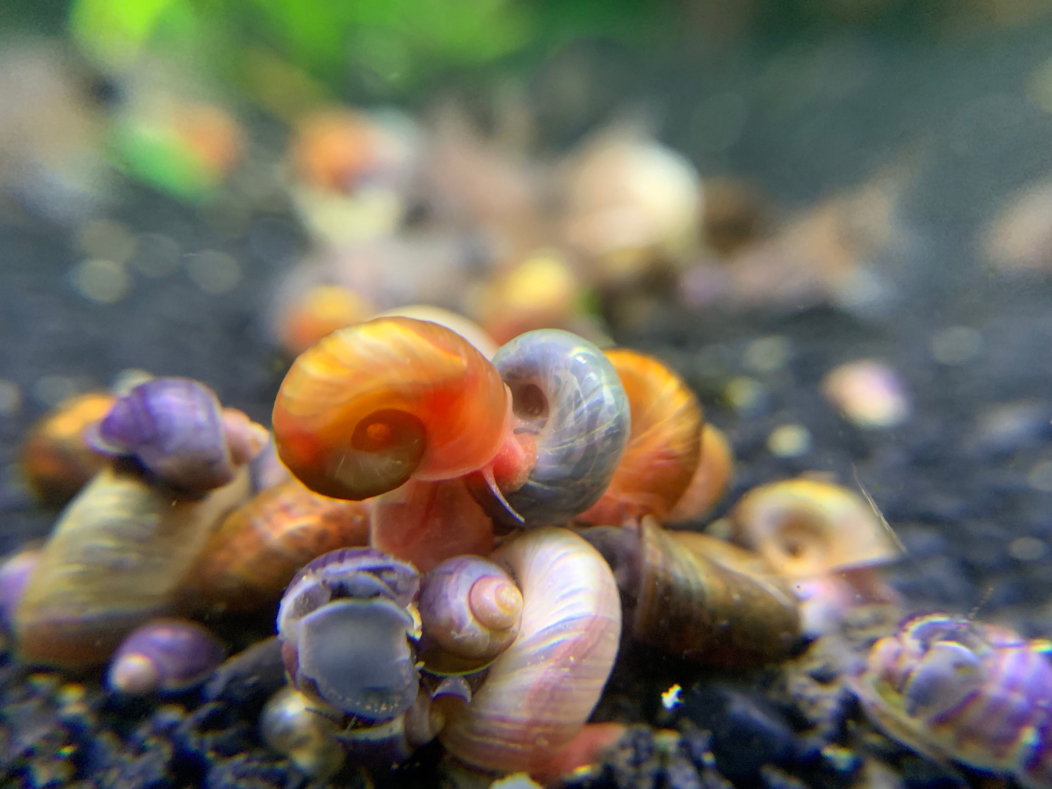 Assorted Ramshorn For Sale
